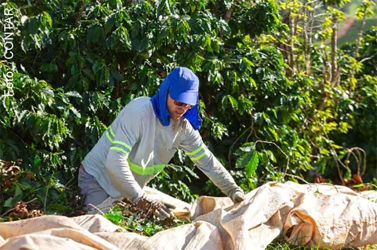 Landarbeiter auf Kaffeeplantage, knieend arbeitend, blaue Kappe und gelbe Signalstreifen auf grauem Shirt